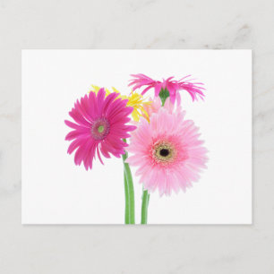Carte Postale Gerbera Daisy Flowers