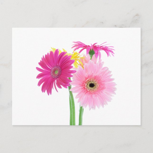 Carte Postale Gerbera Daisy Flowers (Devant)