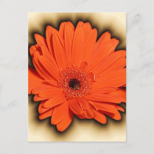 Carte Postale Gerbera profonde (Devant)
