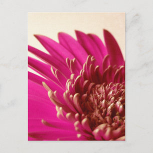 Carte postale Gerbera rose