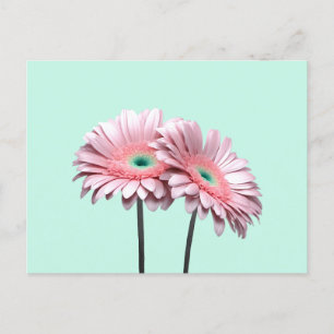 Carte Postale Gerbera Rose Daisies