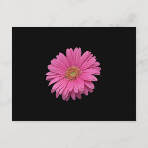Carte Postale Gerbera Rose Daisy