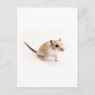 Carte Postale Gerbil Cute Bébé Animal Animaux Animaux Animaux Ge