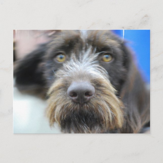 Carte Postale germanique fil Haired Pointer (Devant)