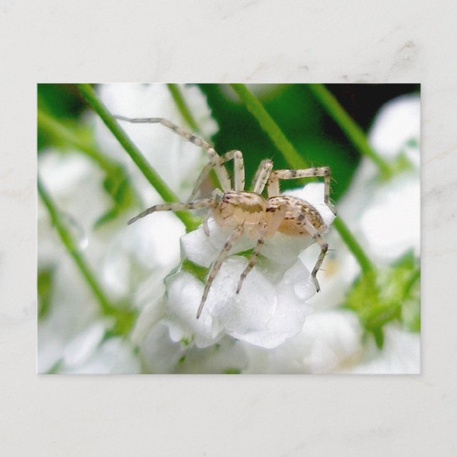 Carte Postale Ghost Spider (Anyphaenid ?) (Devant)