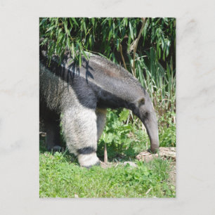 Carte postale Giant Anteater