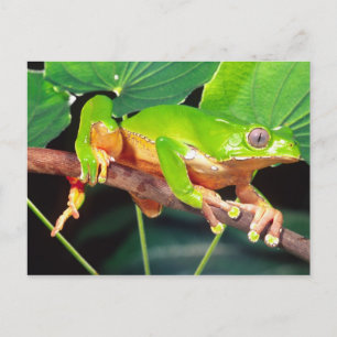 Carte Postale Giant Bicolor Monkey Treefrog, Phyllomedusa