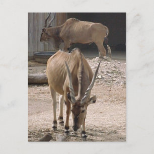 Carte postale "Giant Eland"