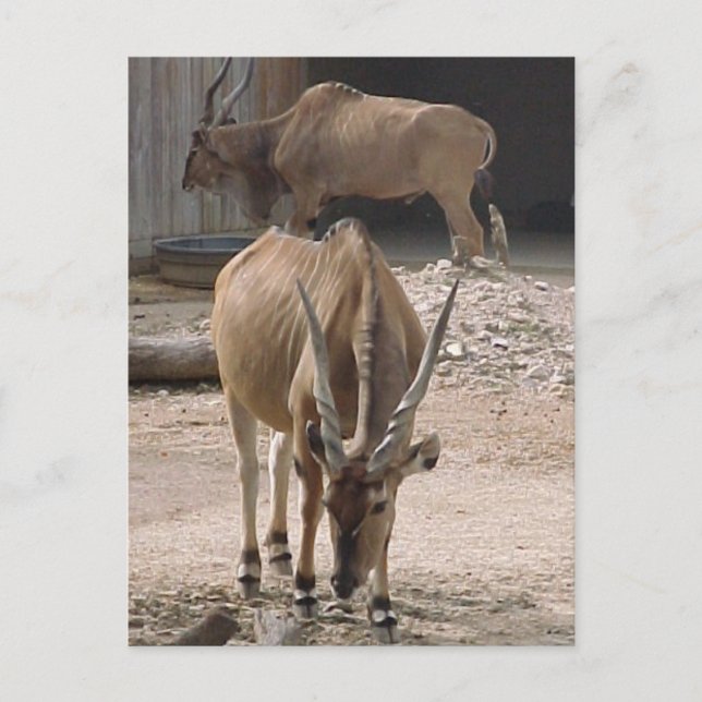 Carte postale "Giant Eland" (Devant)