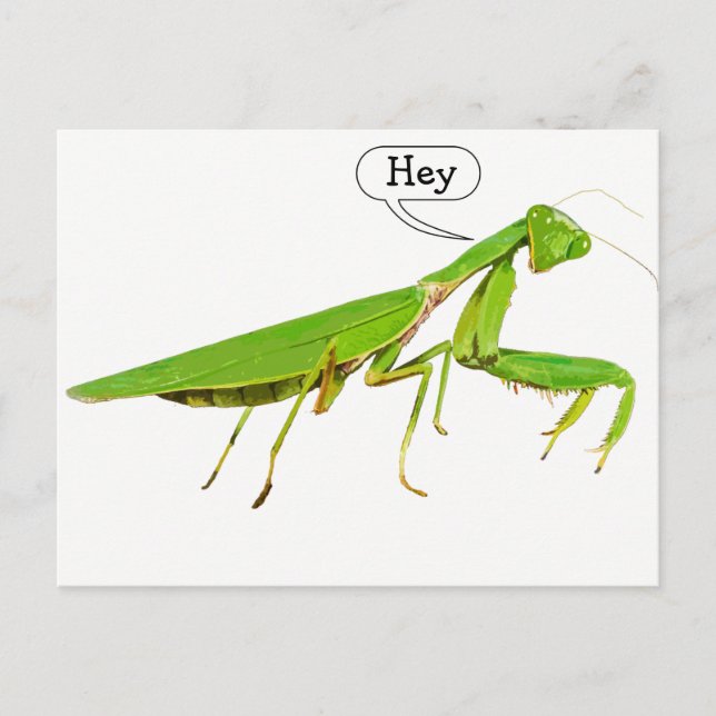 Carte postale Giant Green Praying Mantis (Devant)