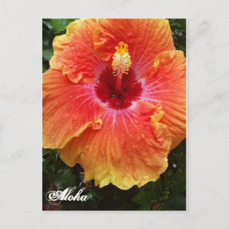 Carte postale Giant Hibiscus Aloha