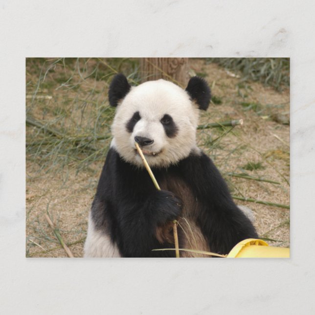 Carte postale Giant Panda (Devant)