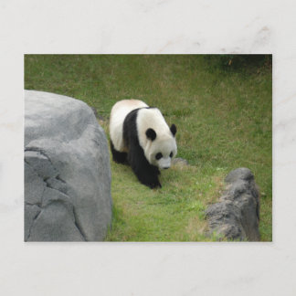 Carte postale Giant Panda