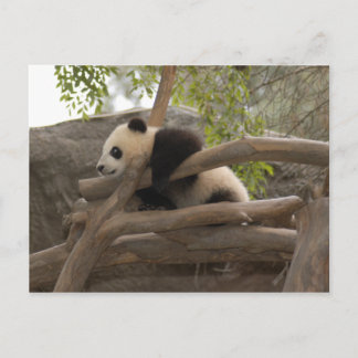 Carte postale Giant Panda