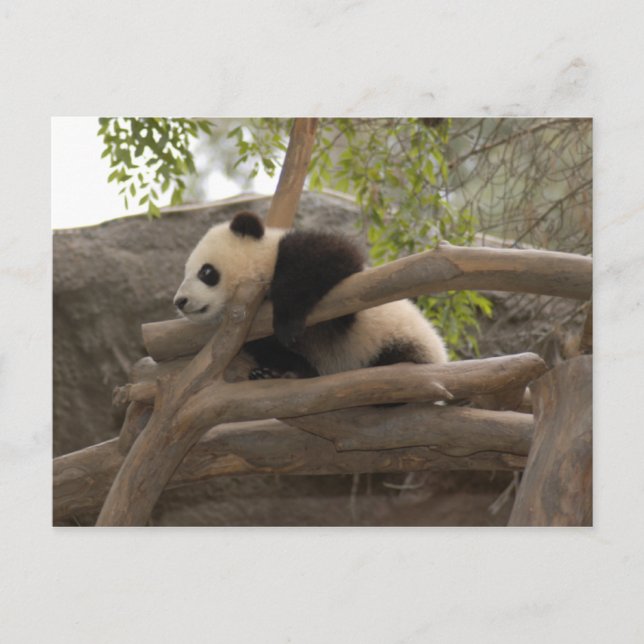 Carte postale Giant Panda (Devant)