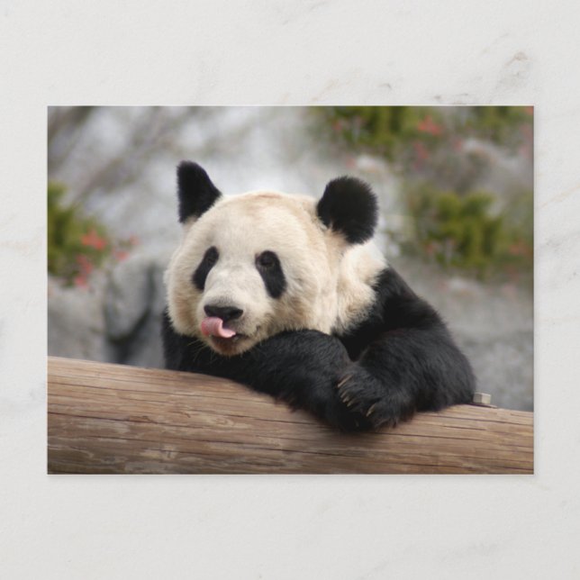 Carte postale Giant Panda (Devant)