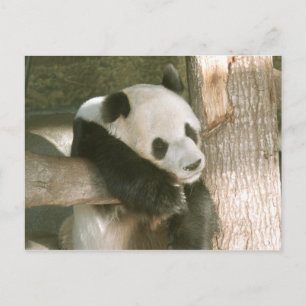 Carte Postale Giant Panda Postcard