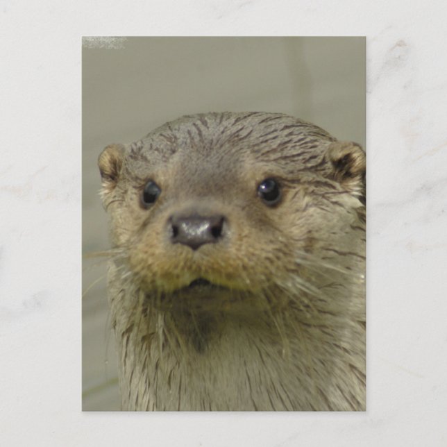 Carte postale Giant River Otter (Devant)