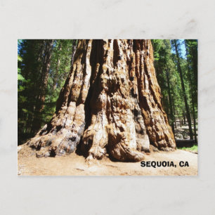 Carte postale Giant Sequoia !