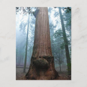Carte Postale Giant Sequoia Tree in Grant Grove, CA