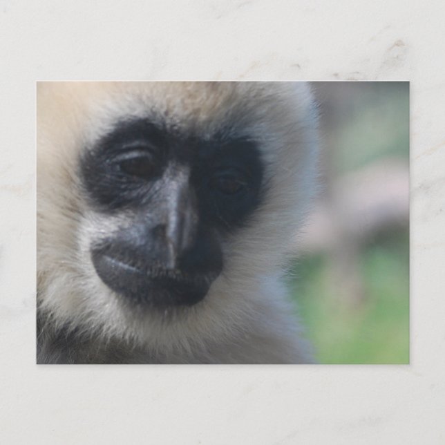 Carte postale Gibbon (Devant)