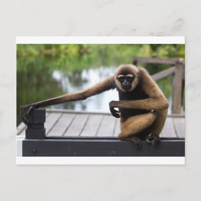 Carte Postale Gibbon (Devant)
