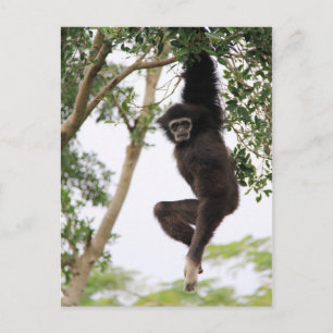 Carte Postale Gibbon Swing from Tree