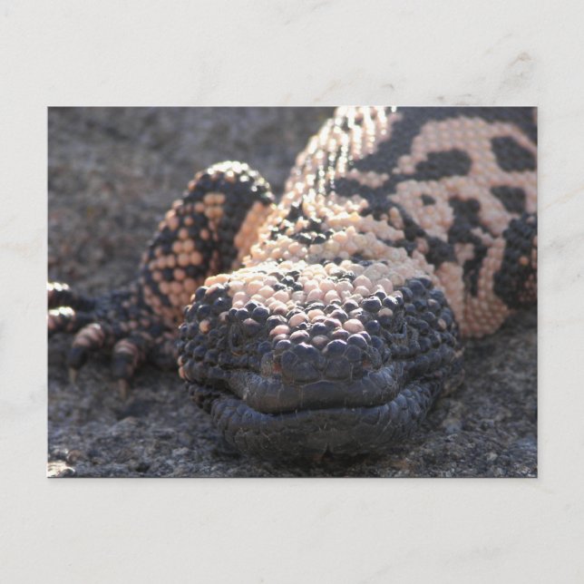 Carte Postale Gila Monster (Devant)