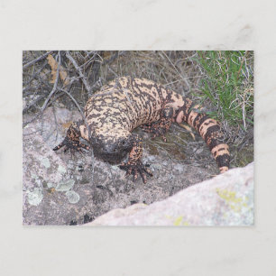 Carte Postale Gila Monster