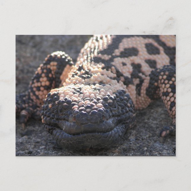 Carte Postale Gila Monster (Devant)