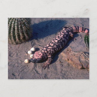 Carte Postale Gila Monster Lizard mangeant des oeufs du désert Q