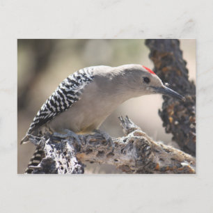 Carte postale Gila Woodpecker