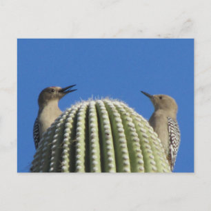 Carte postale Gila Woodpecker Couple