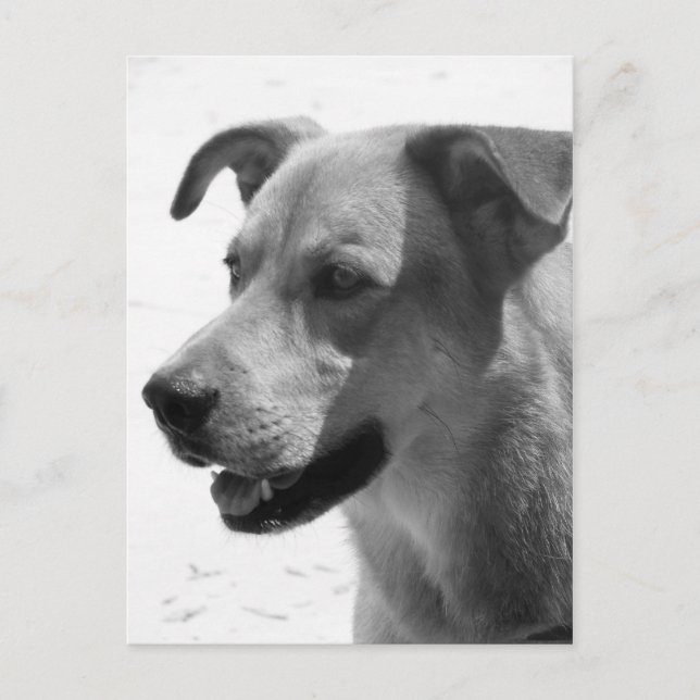 Carte Postale Gilbert (Devant)