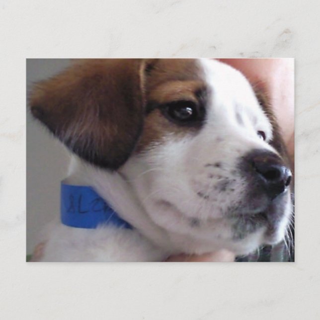 Carte Postale Gilbert (Devant)