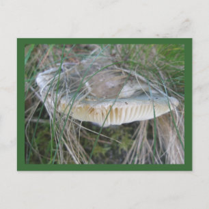 Carte postale Gills aux champignons