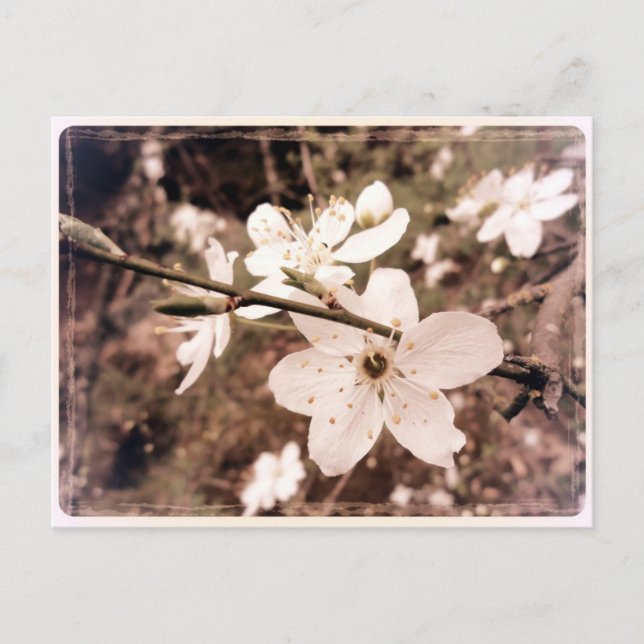 Carte postale "Gilroy, Californie" par mDarkPoet (Devant)