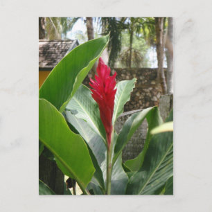 Carte postale Ginger Flower