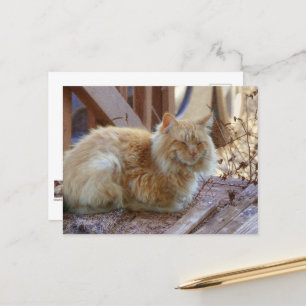 Carte Postale Ginger George