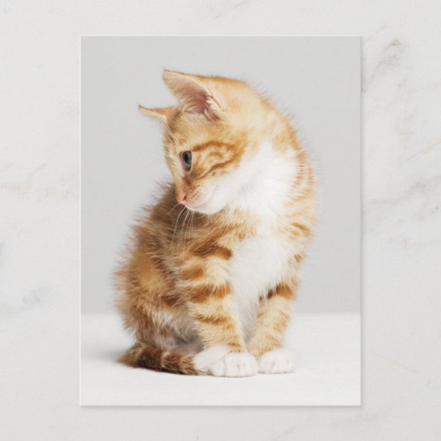 Carte Postale Ginger Kitten (Devant)