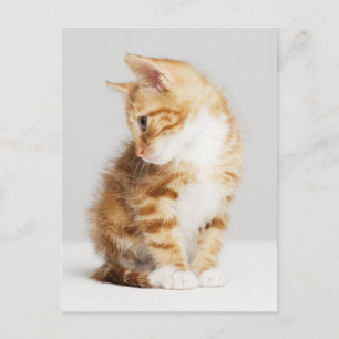 Carte Postale Ginger Kitten