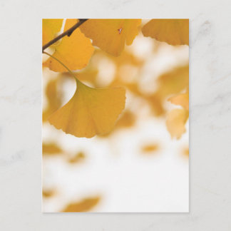 Carte Postale Ginkgo