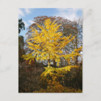 Carte postale Ginkgo Biloba Tree