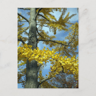 Carte Postale Ginkgo en chute