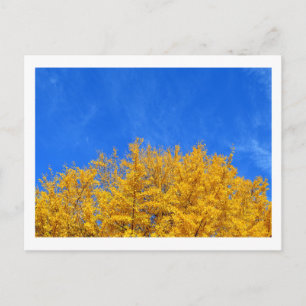 Carte Postale Ginkgo : feuilles jaunes, ciel bleu