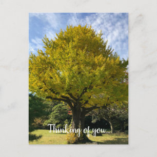 Carte Postale Ginkgo Tree of Golden Yellow