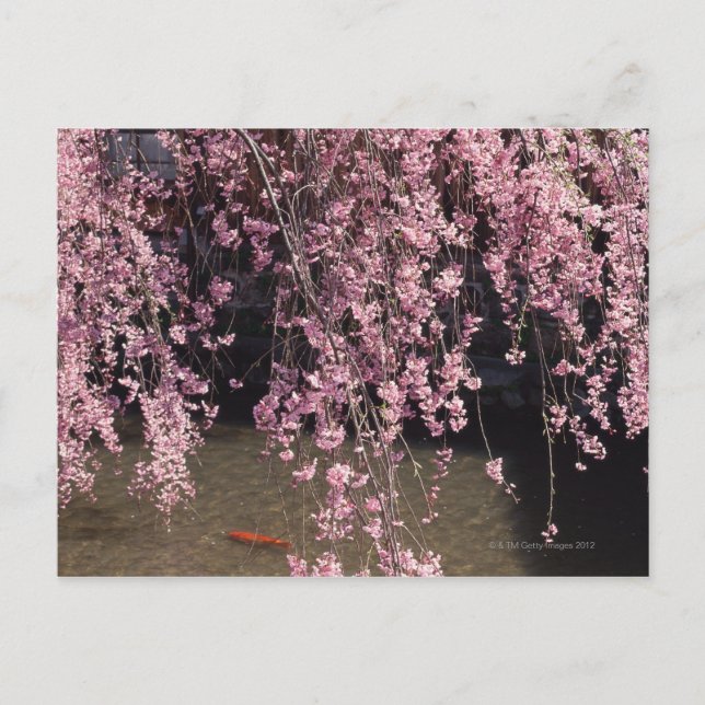 Carte Postale Gion, préfecture de Kyoto, Japon (Devant)