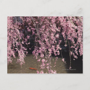 Carte Postale Gion, préfecture de Kyoto, Japon