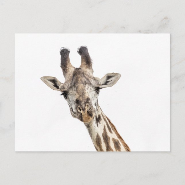 Carte Postale Girafe (Devant)