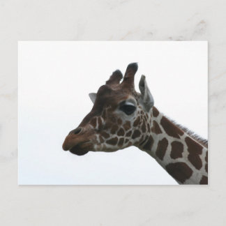 Carte postale: Girafe